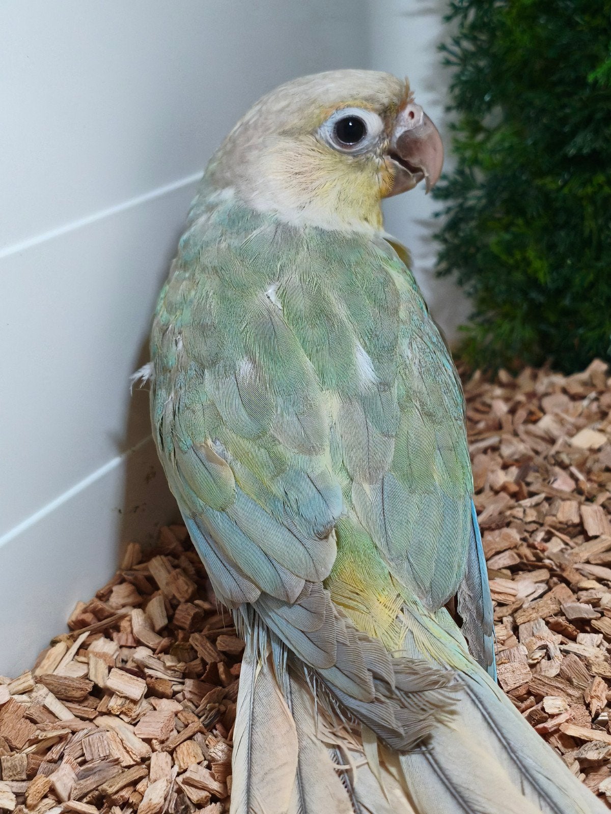 pyrrhura molinae opaline mint violet, Animaux & Accessoires, Oiseaux | Perruches & Perroquets, Femelle, Perruche, Bagué