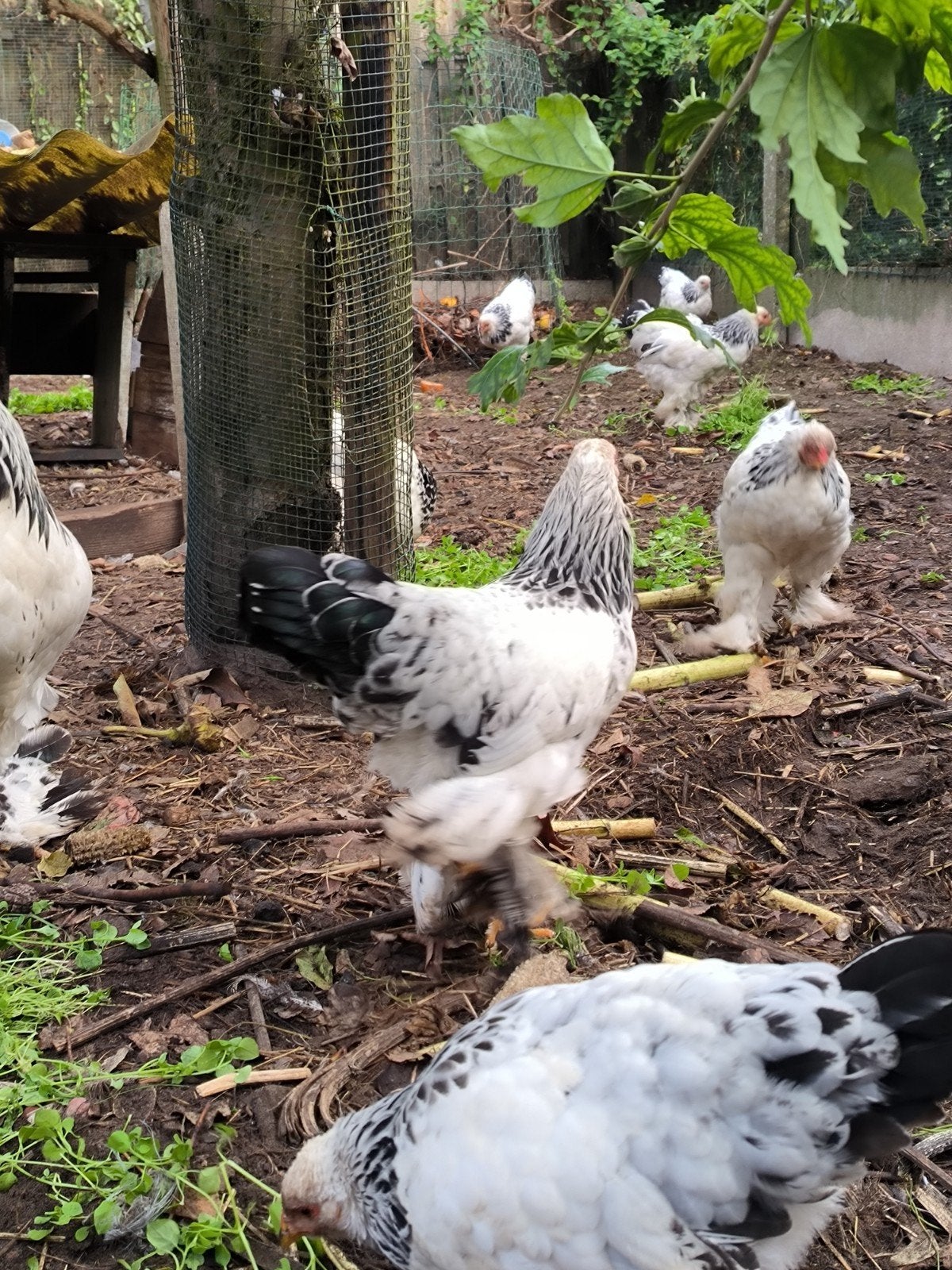 Haan Brahma kriel Columbia zwart wit, Mâle, Poule ou poulet