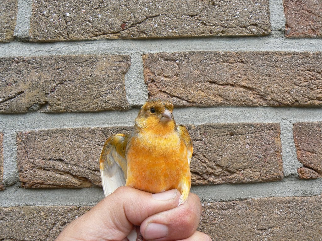 kanarie bont, Dieren en Toebehoren, Mannelijk, Zangkanarie