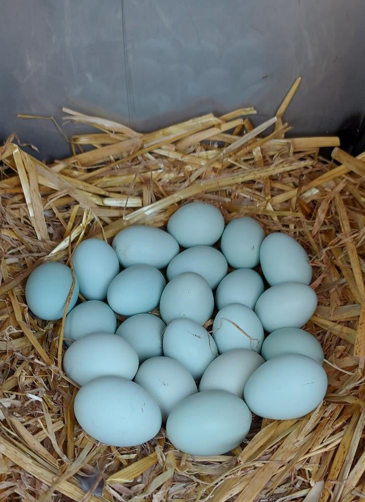 Araucana kippen broedeieren, Dieren en Toebehoren, Pluimvee, Vrouwelijk, Kip