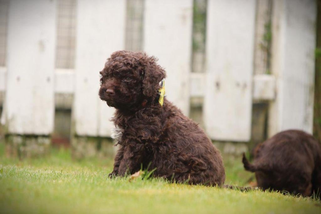 Chien d'eau italien, Lagotto Romagnolo, Autres races, Plusieurs, Hépatite contagieuse (maladie de Rubarth), Belgique