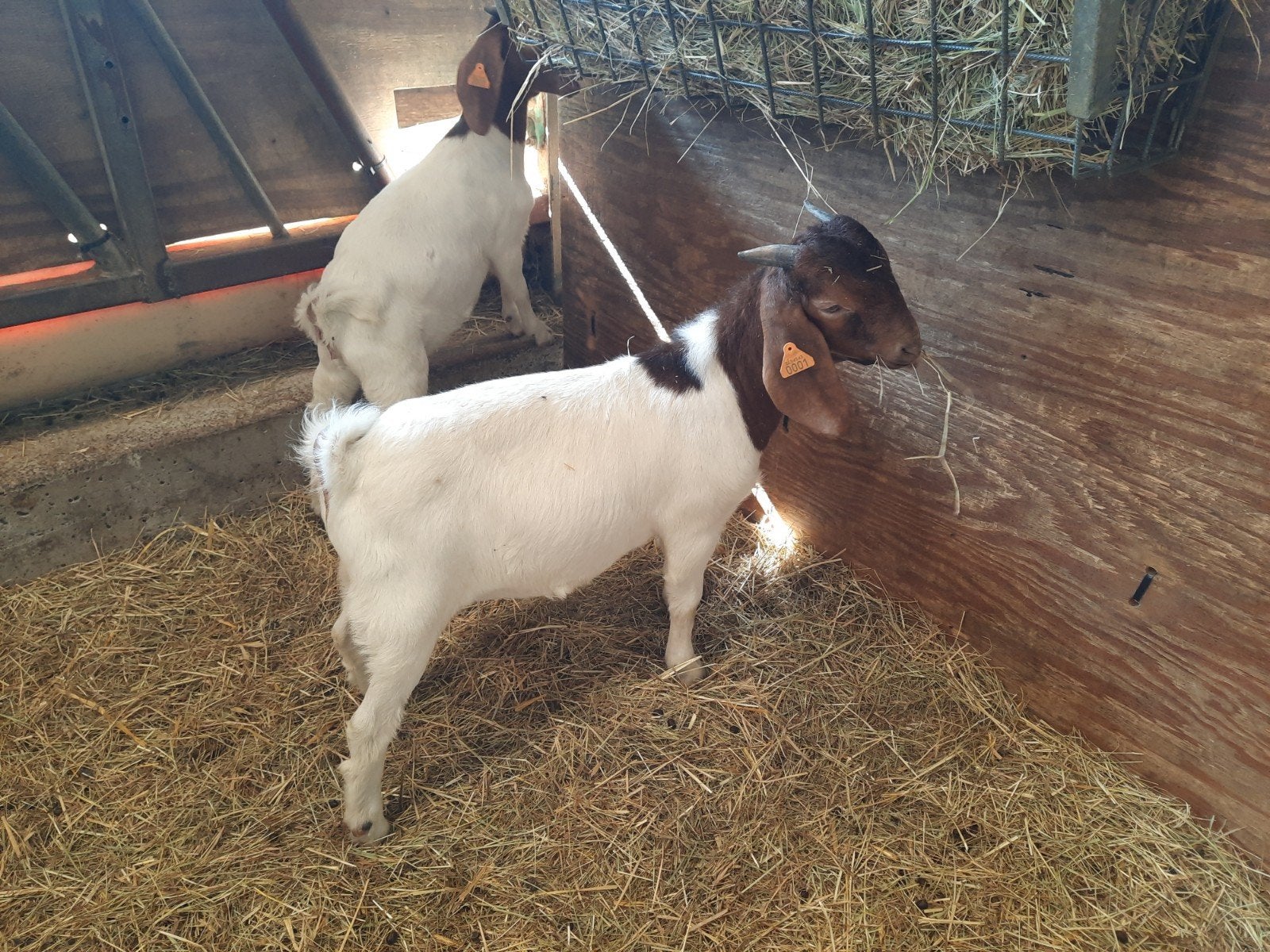 Boergeit boklam met stamboek