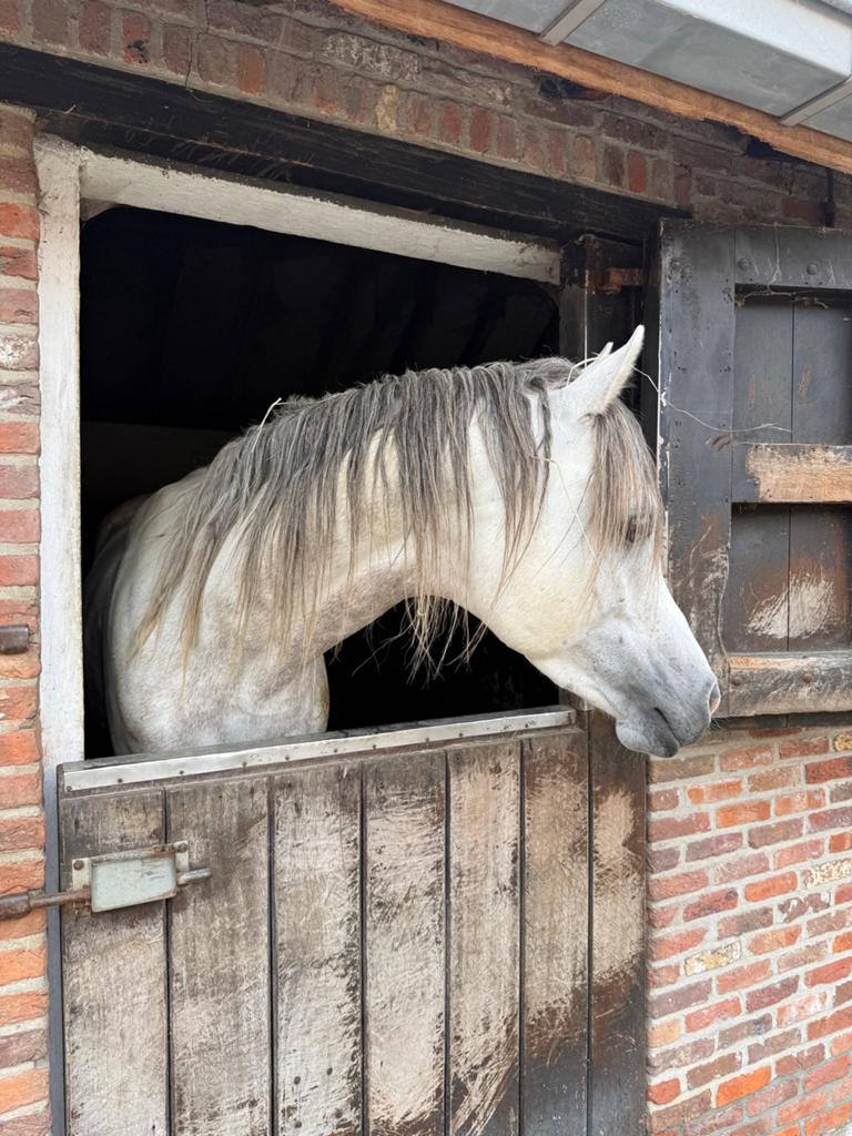 Arabier hengst te koop, Hengst