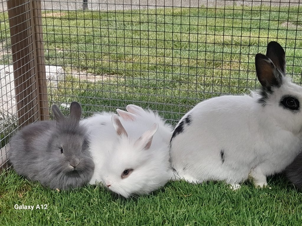 Dwergkonijnen (Leeuwenkopjes) zoeken DRINGEND  warme thuis !, Meerdere dieren, Middelgroot