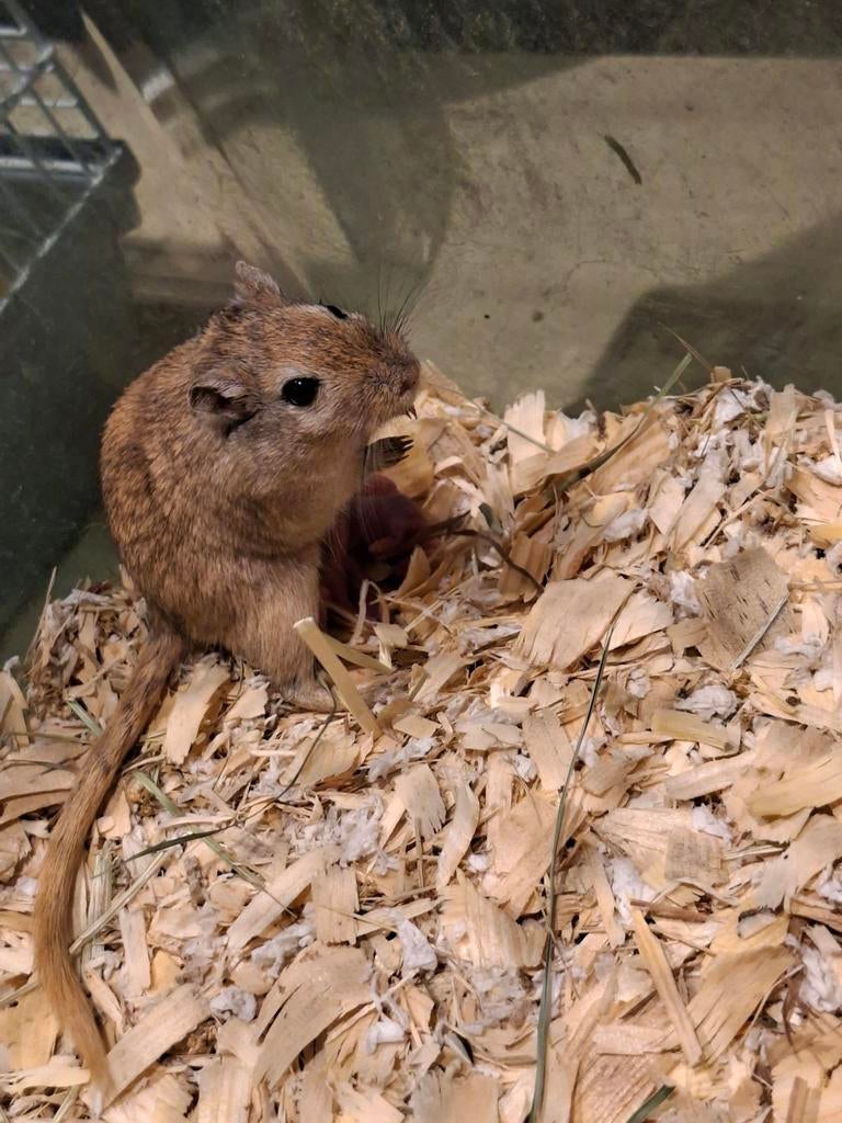 Verschillende gerbils., Dieren en Toebehoren, Knaagdieren, Februari, Meerdere dieren