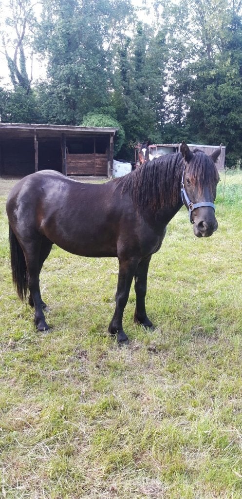 D-Pony, Hongre, Poney de récréation, 3 à 6 ans
