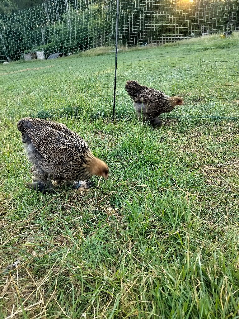 Brahma trio, Dieren en Toebehoren