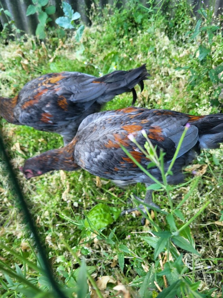 Luikse vechter haantje, Dieren en Toebehoren, Pluimvee