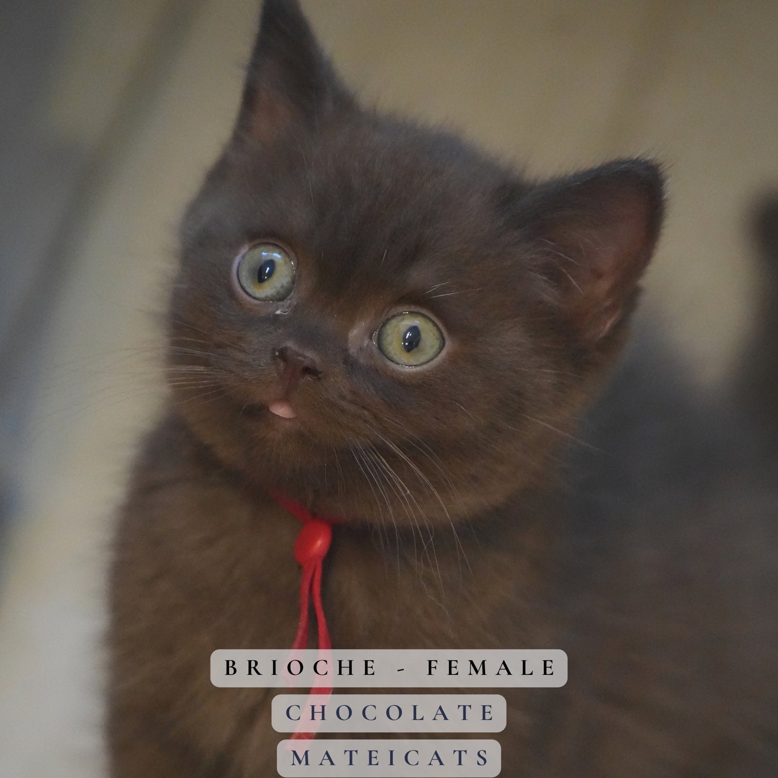 British Shorthair Chocolate - Cinnamon - Fawn/lilac, Animaux & Accessoires, Plusieurs animaux, Avec pedigree, 0 à 2 ans
