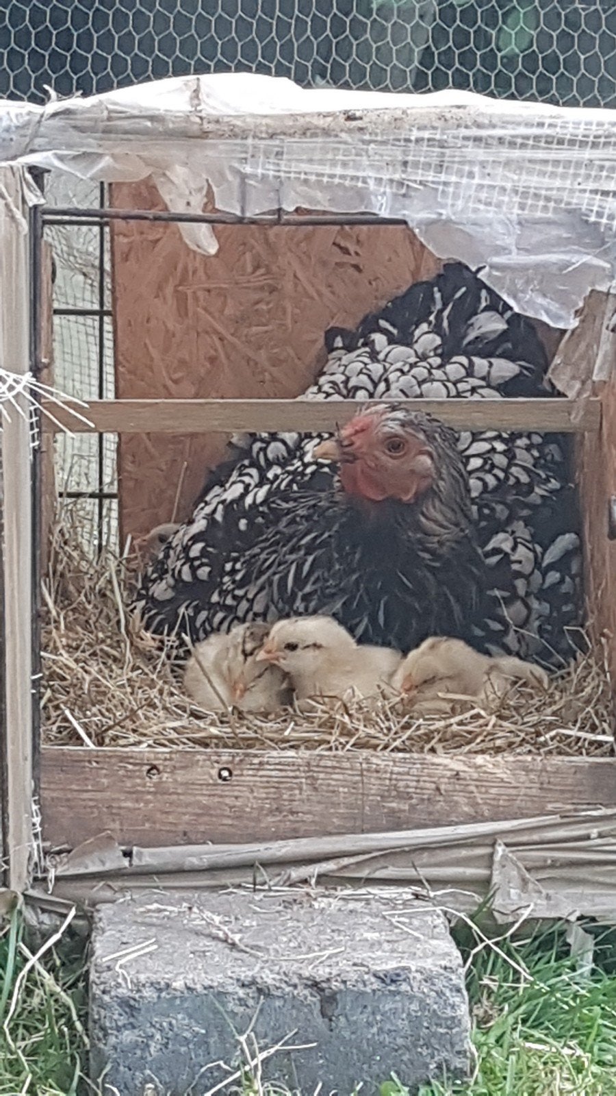 Kip met kuikens, Dieren en Toebehoren, Kip