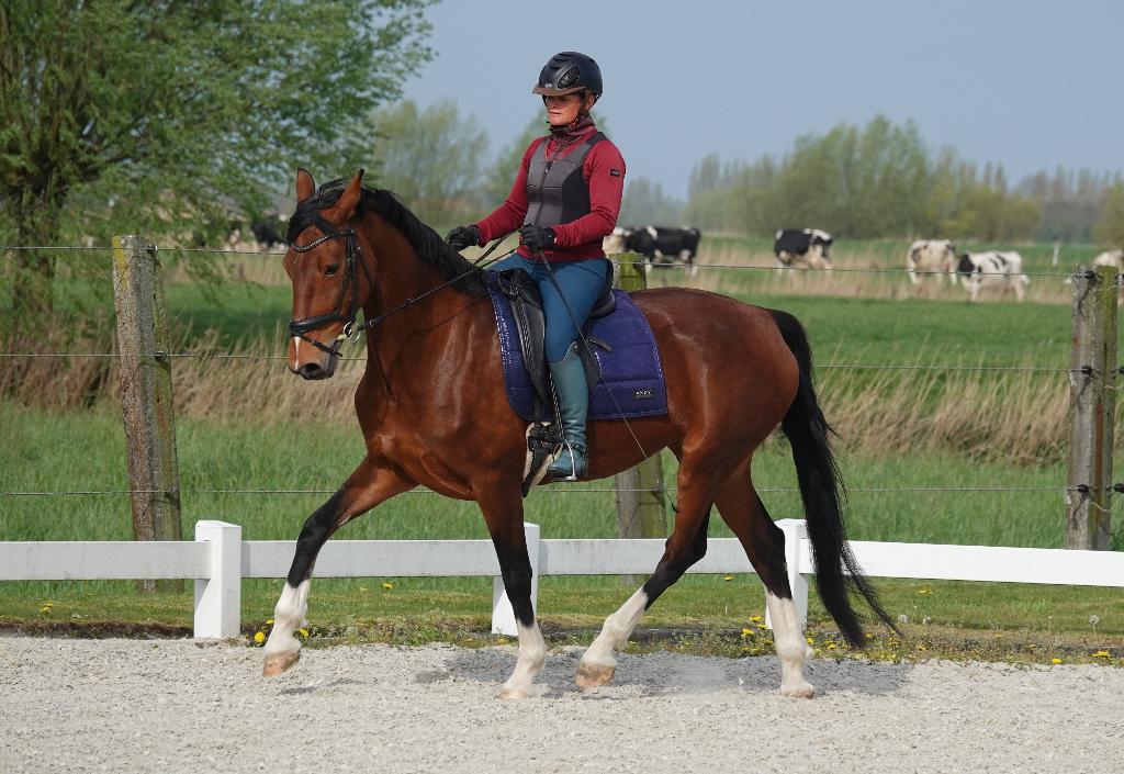 7-jarige merrie, Dieren en Toebehoren, Paarden, Merrie, B, 160 tot 165 cm, 7 tot 10 jaar, Dressuurpaard, Met stamboom, Gechipt
