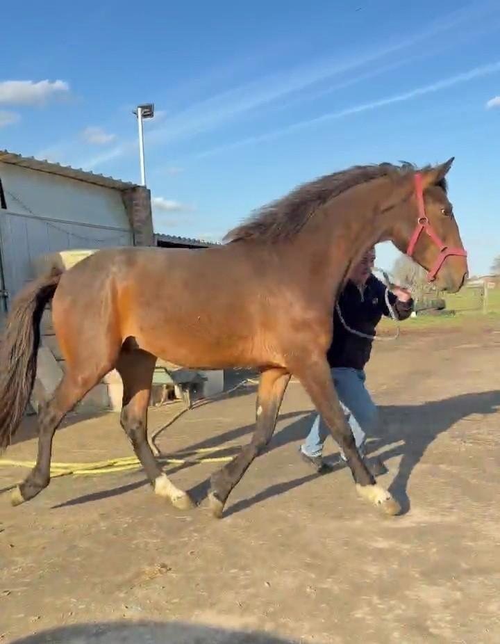2 j BWP , hengst , top springen en bewegen., Dieren en Toebehoren, Springpaard, Met stamboom, 0 tot 2 jaar, Hengst