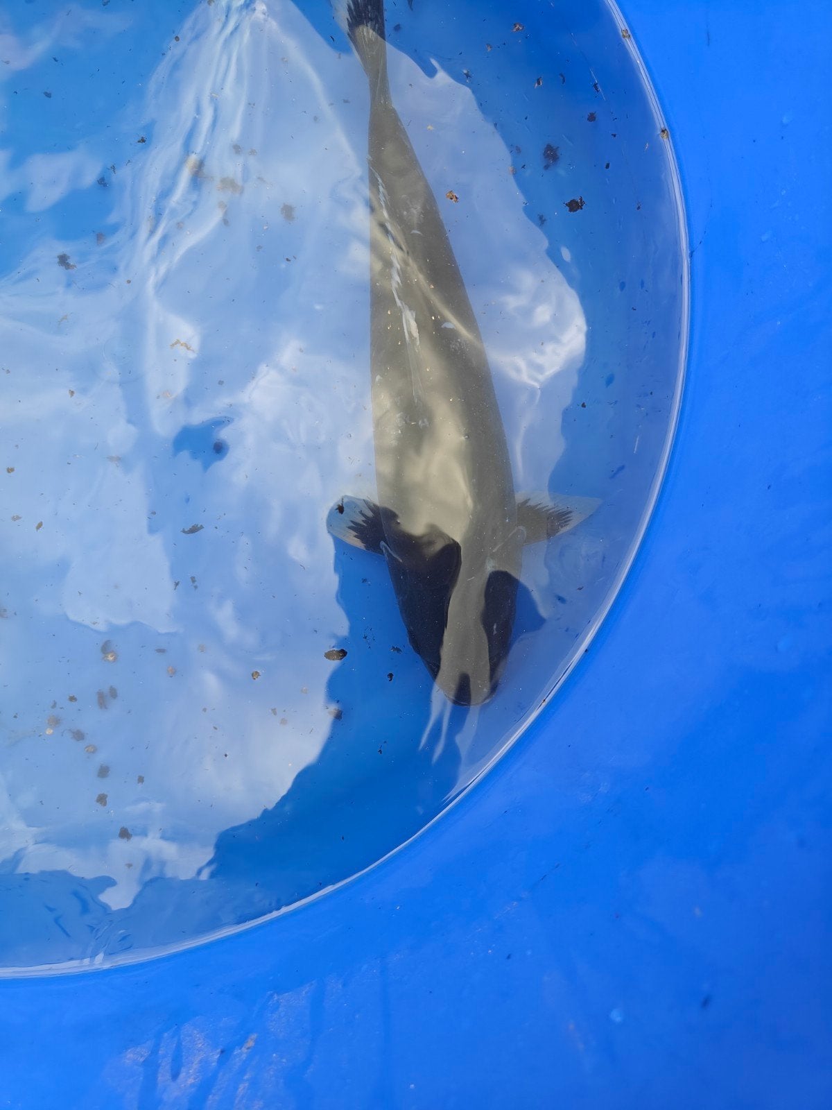 Pêche aux carpes koï, Carpe ou Koï