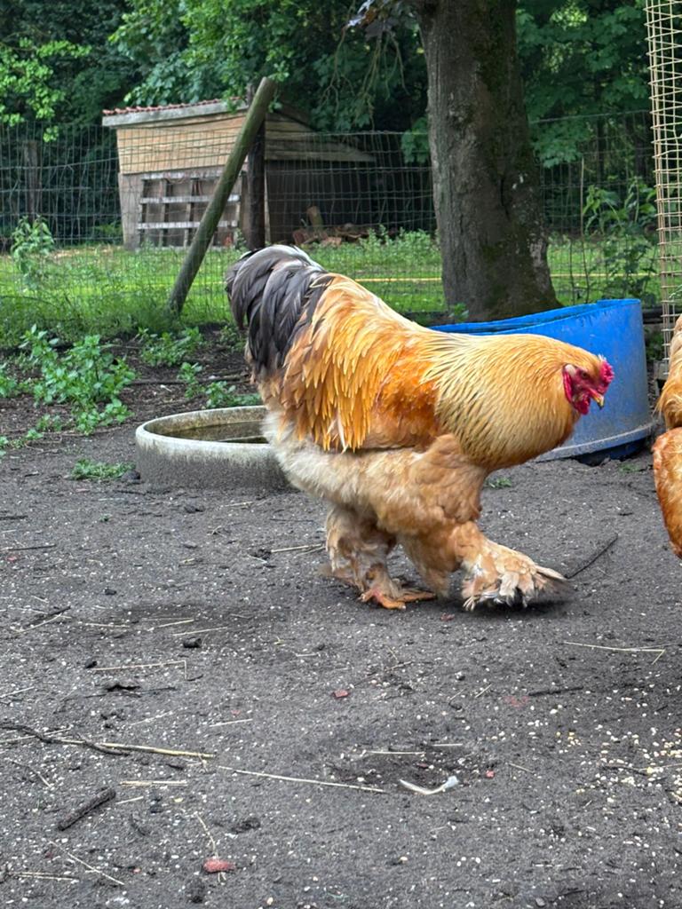 1 Brahma haan (beige) te koop NIET OM OP TE ETEN, Dieren en Toebehoren, Mannelijk, Kip