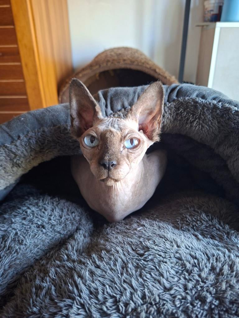 Chaton Sphynx, Chatte ou Chat, Vermifugé, 3 à 5 ans