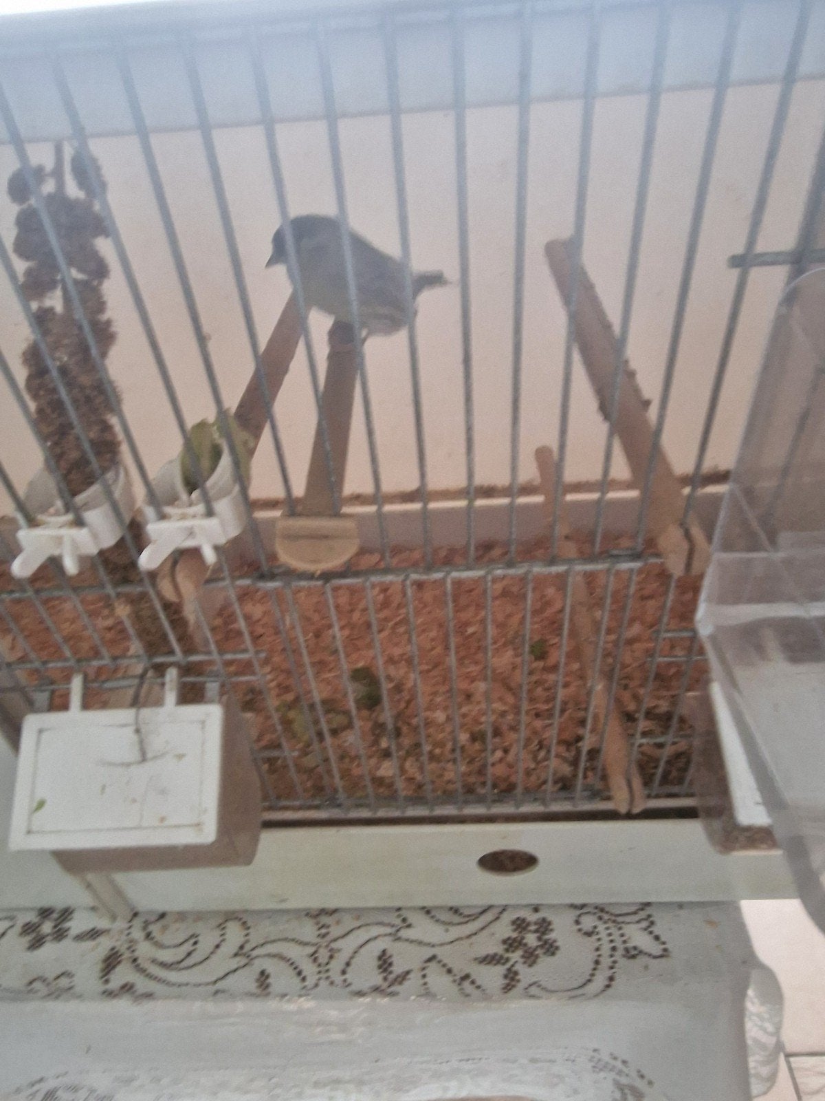 barmsijs man, Dieren en Toebehoren, Tam