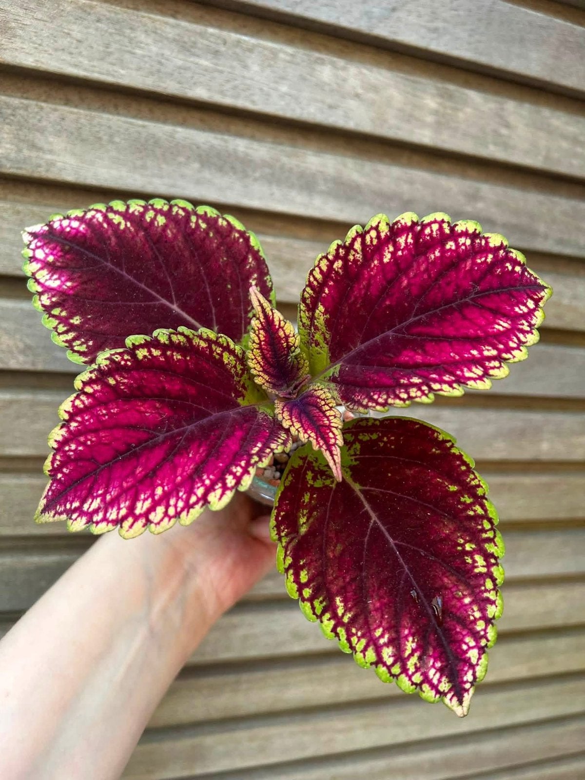 Coleus / siernetel Macaroon, Enlèvement ou Envoi