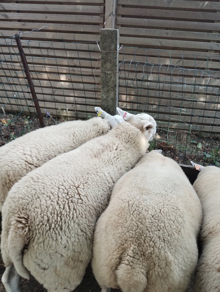 schaap jaarling bok, Dieren en Toebehoren, Mannelijk, Schaap, 0 tot 2 jaar