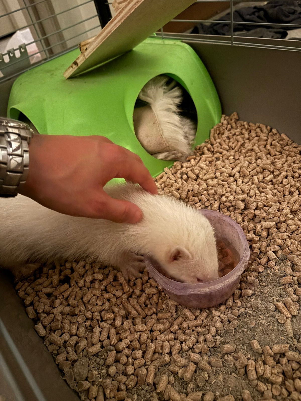 Albino Fret 3 maanden oud, Mannelijk