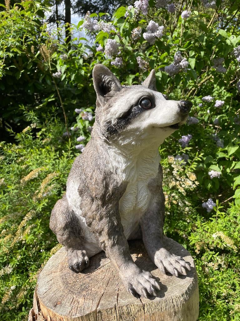 Beeld wasbeer, tuin, vijver, gazon, boerderij 40cm, Ophalen, Nieuw, Kunststof, Dierenbeeld