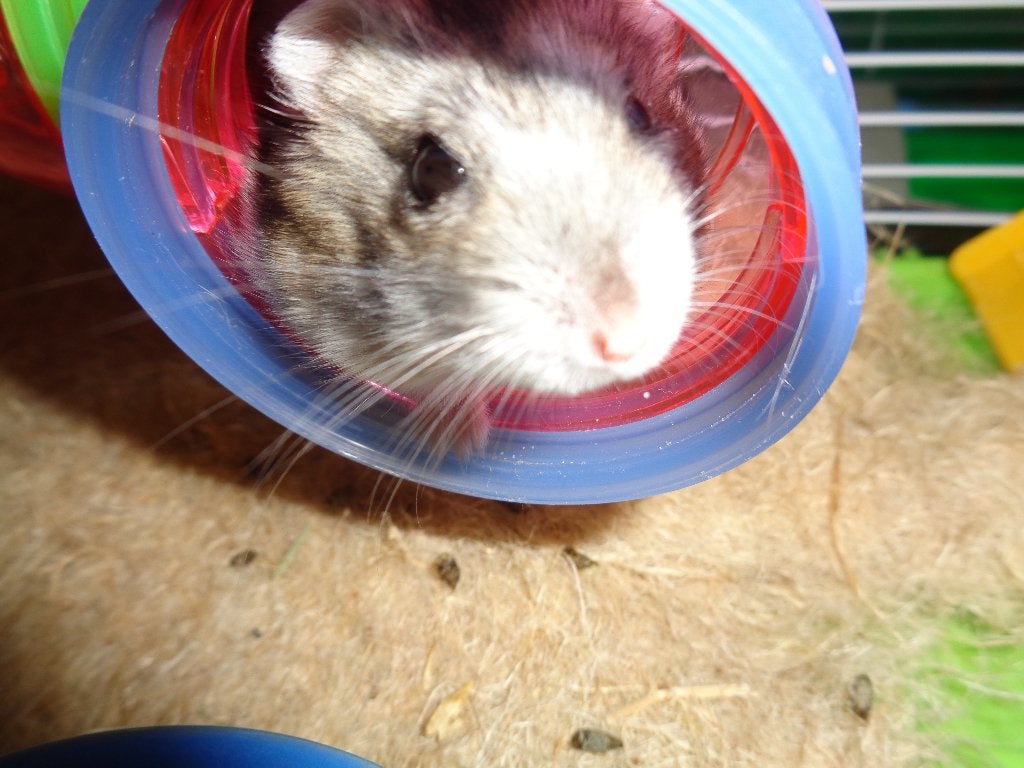 Jonge lieve hamster met kooi Pawhut 58 x 35 x 68 cm, Kooi, Minder dan 75 cm, Zo goed als nieuw, Hamster