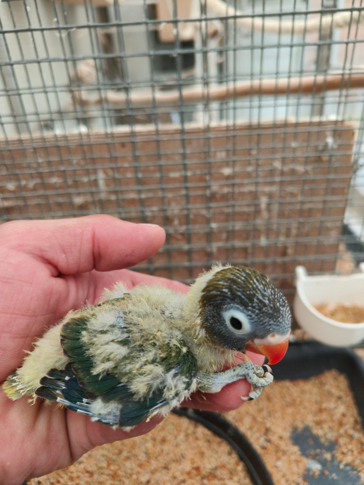 jonge personata, Animaux & Accessoires, Oiseaux | Perruches & Perroquets, Bagué