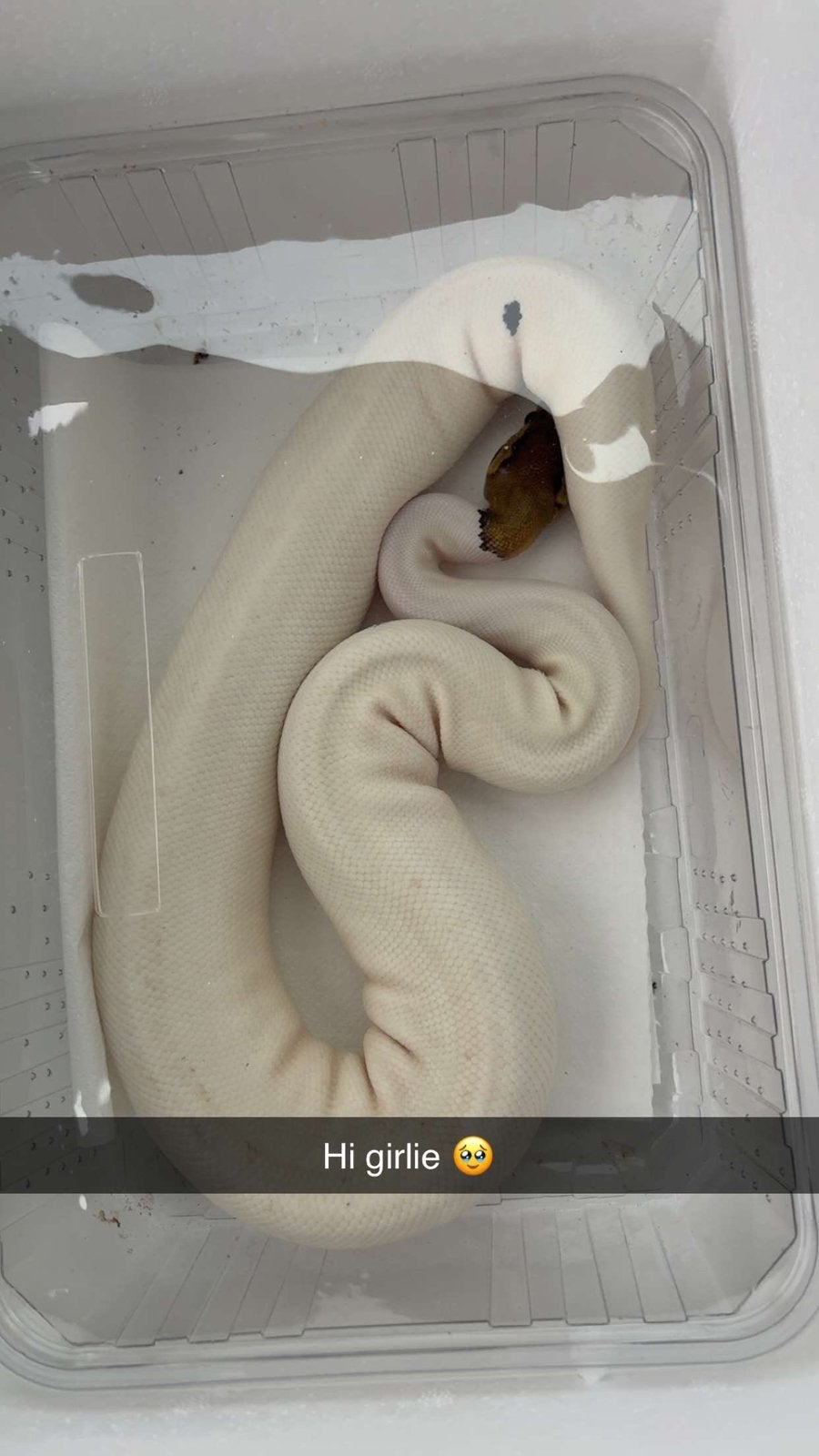 0-1 ballpython cinnamon piebald 2024, Dieren en Toebehoren, Reptielen en Amfibieën, Slang, 0 tot 2 jaar