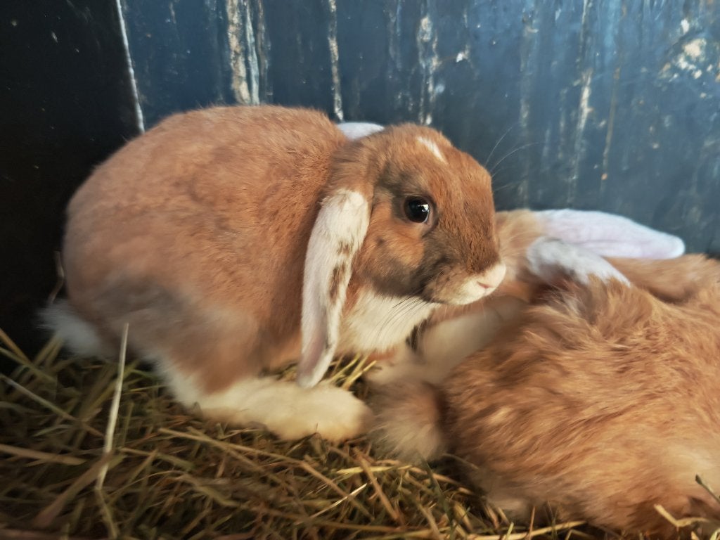 Nederlandse hangoren, Dieren en Toebehoren, Konijnen, Meerdere dieren, 0 tot 2 jaar