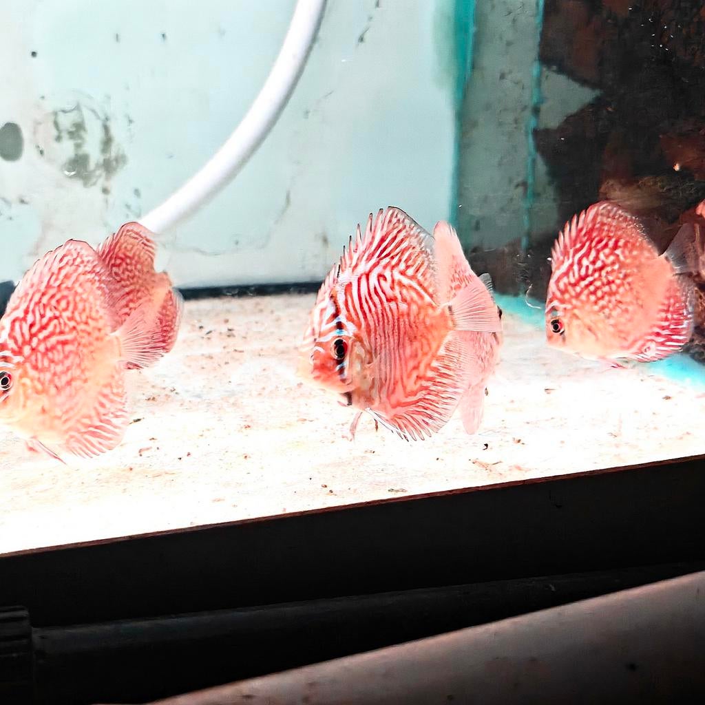 Petits disques en turquoise et léopard, Poisson, Poisson d'eau douce, Banc de poissons