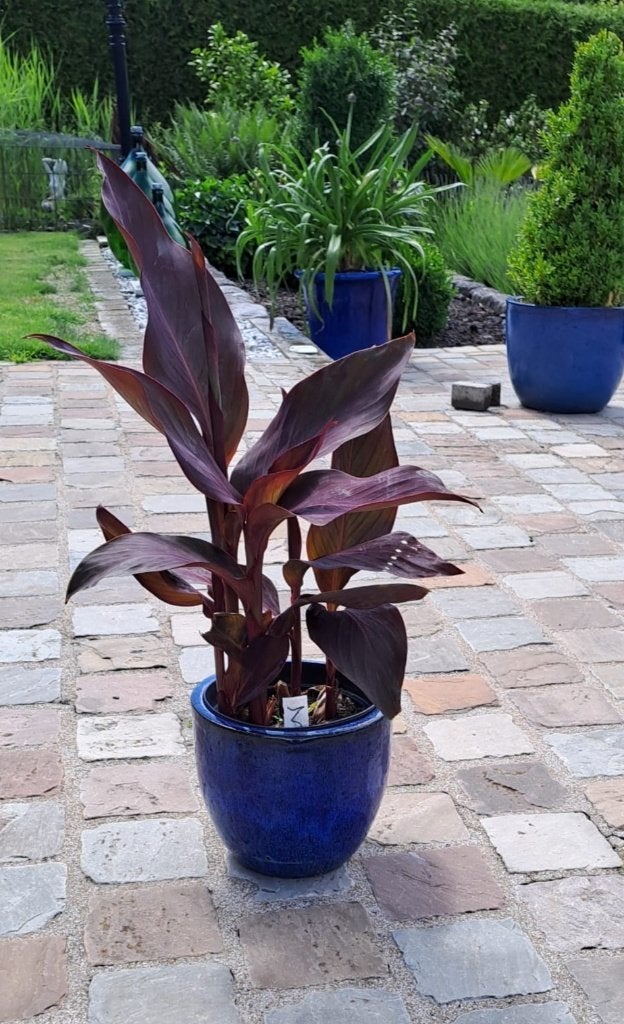 Canna Belle Amie, Enlèvement