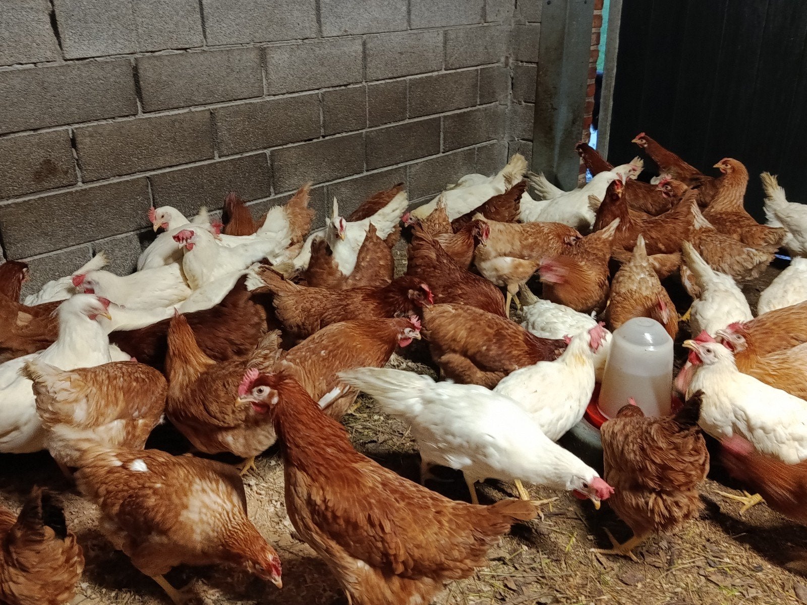 jonge Isa brown en leghorns, Dieren en Toebehoren, Kip