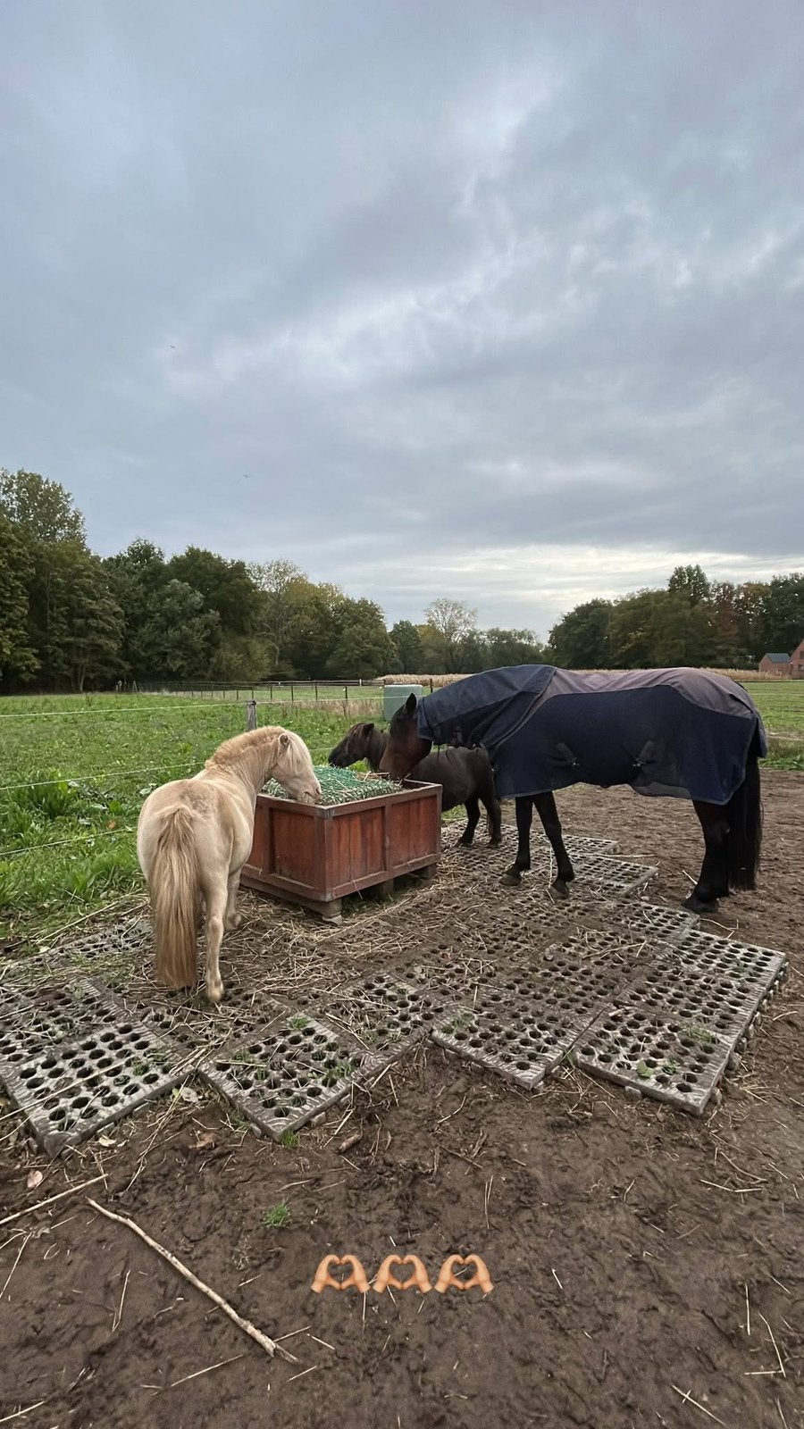 Plek vrij op weide te Rotselaar, Pâturage, 1 cheval ou poney