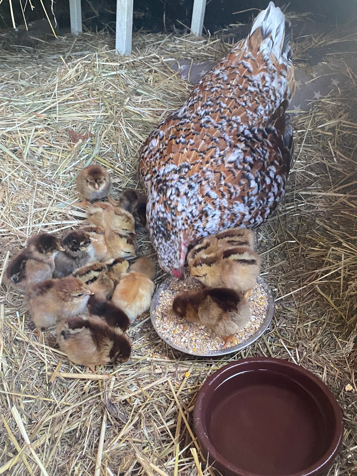 Koppel kippen met 13 kuikens te koop, Meerdere dieren, Kip