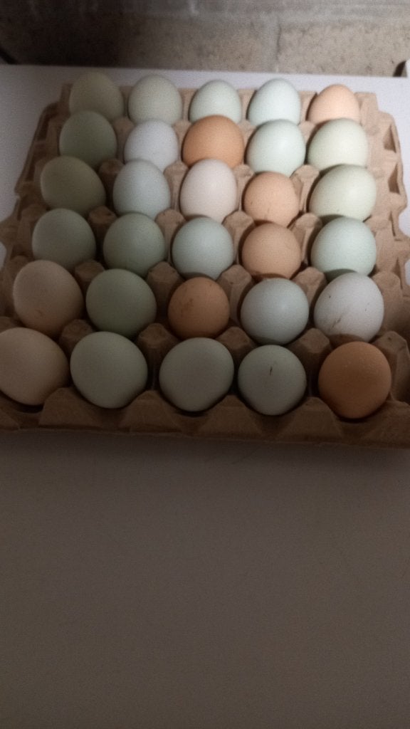 Verse eieren te Lanklaar aan 2 euro/10 eitjes., Poule ou poulet