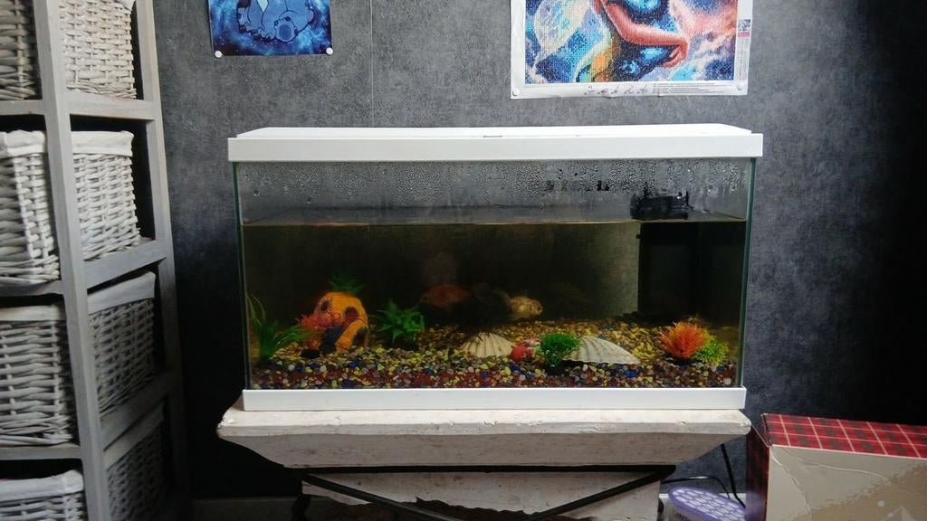 Aquarium met vissen, Dieren en Toebehoren, Ophalen, Decoratie