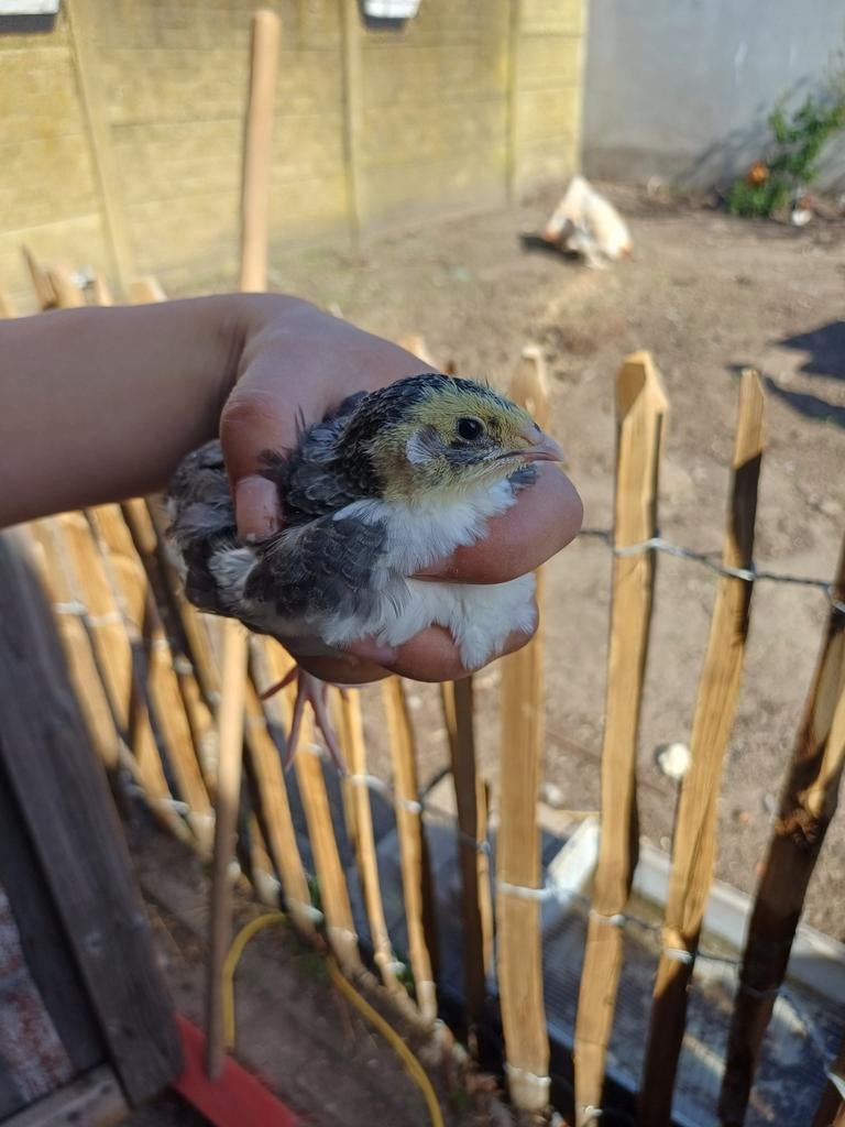 Japanse kwartels, Dieren en Toebehoren