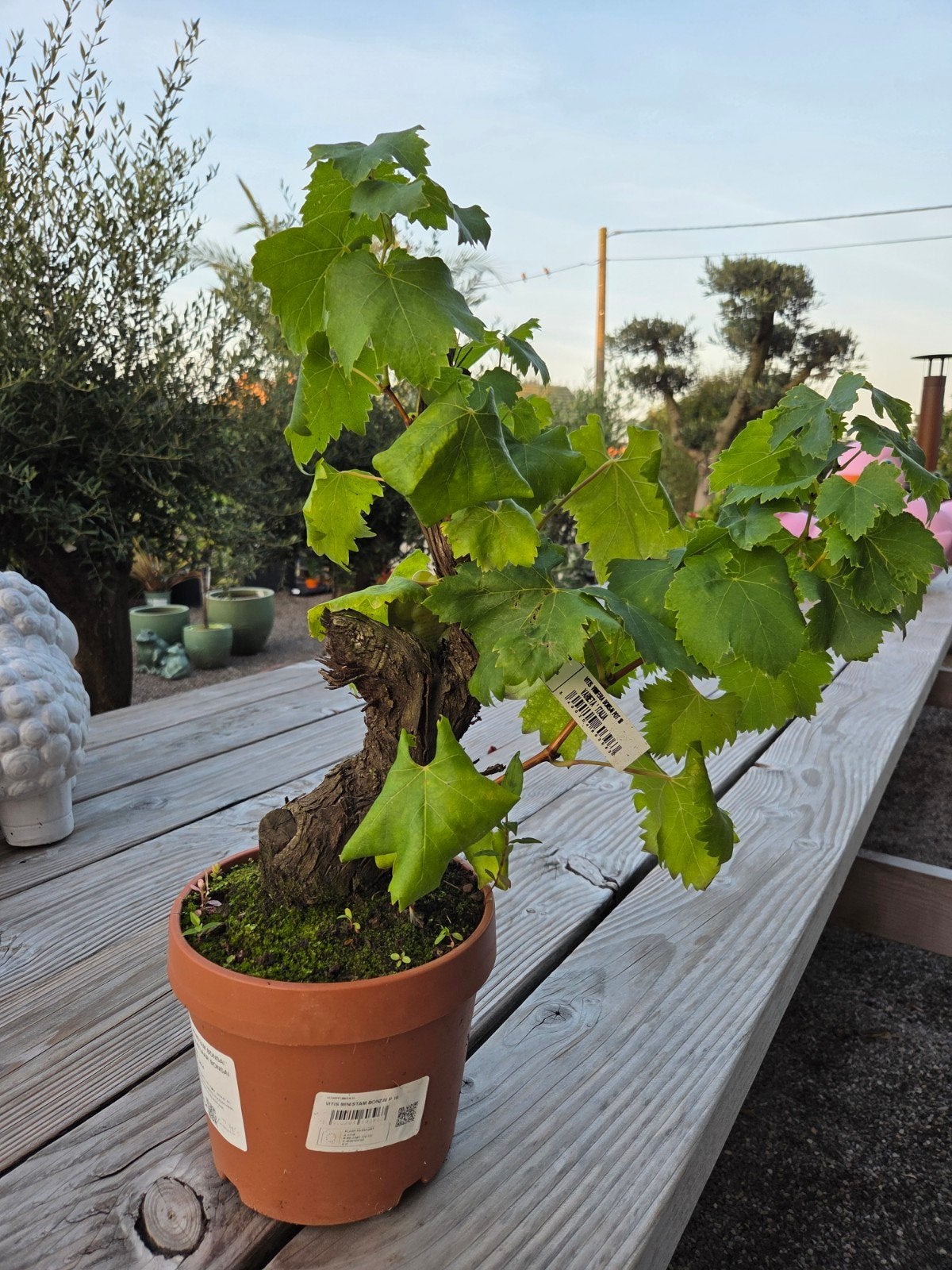 Vitis Vinifera - druivelaar Bonsai, Ophalen