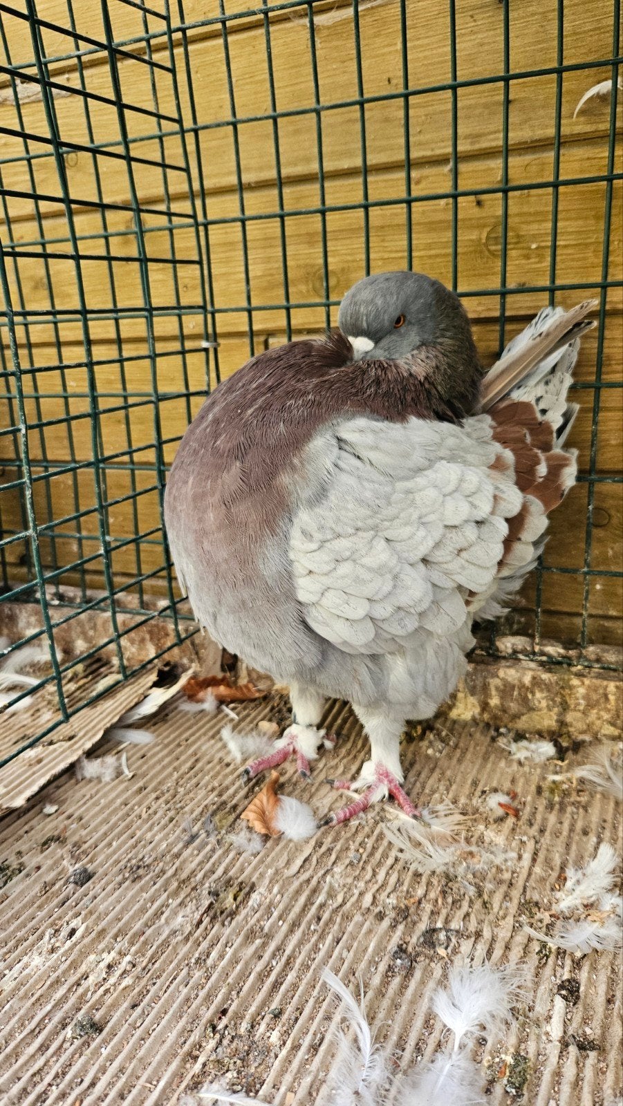 engelse modenas, Dieren en Toebehoren