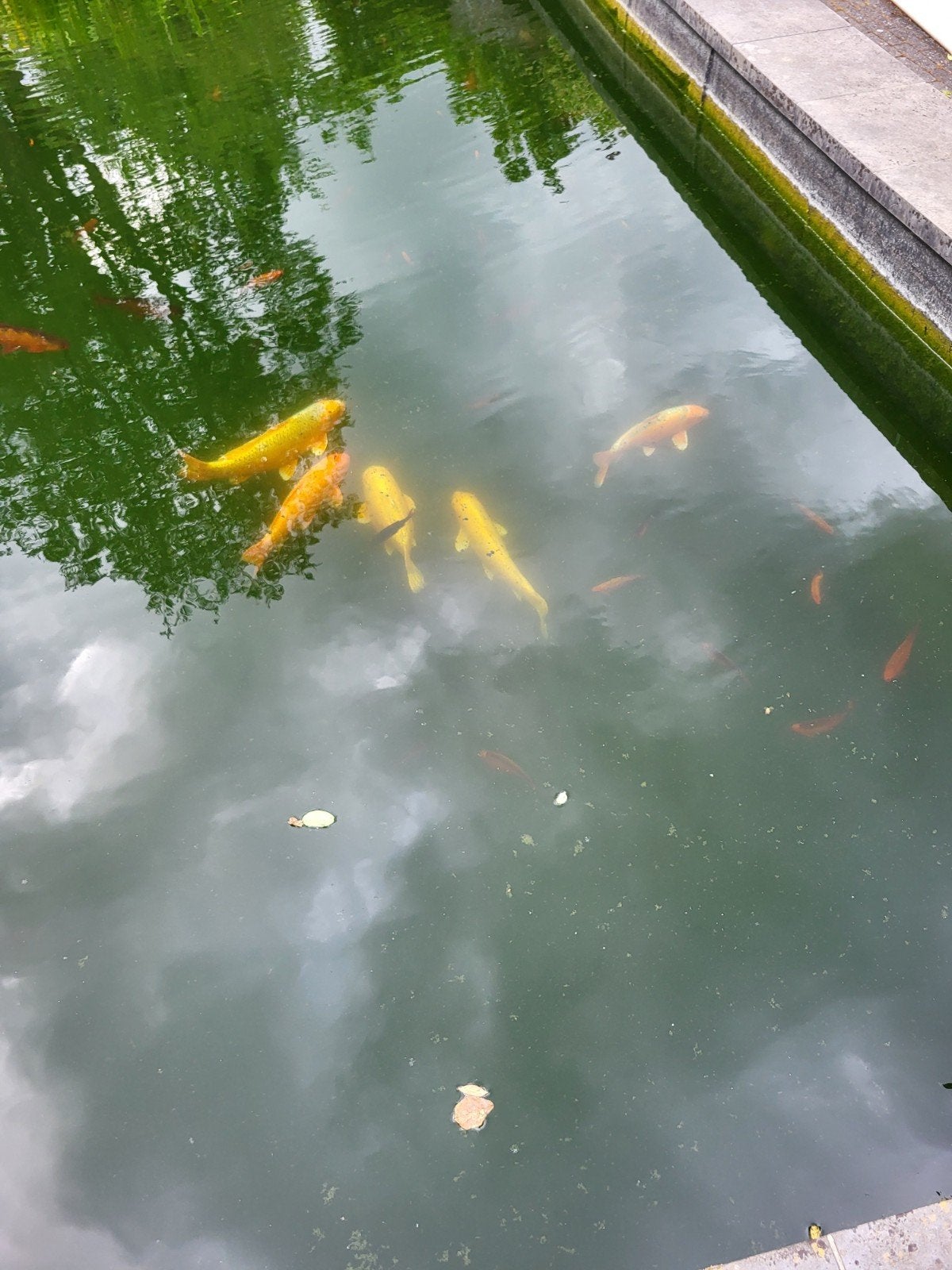 Europese Koi karpers, Tuin en Terras, Vijvers, Ophalen
