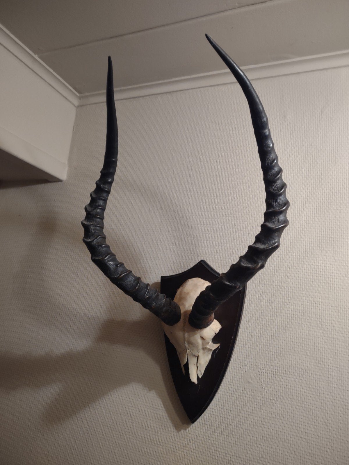 Opgezette Impala Hoorns met Schedel op Schild, Ophalen, Schedel