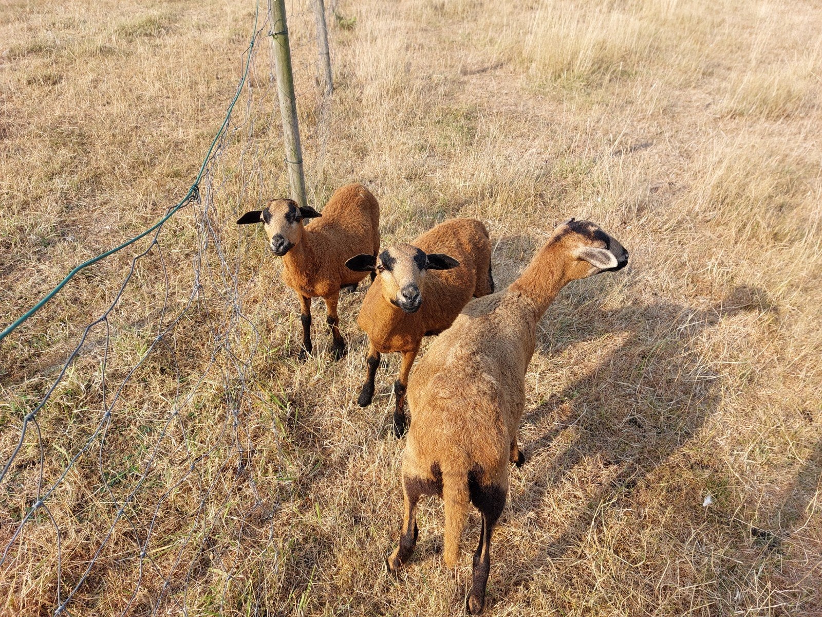 barbados black belly 3 ramlammetjes 4maand oud, Dieren en Toebehoren, Schapen, Geiten en Varkens