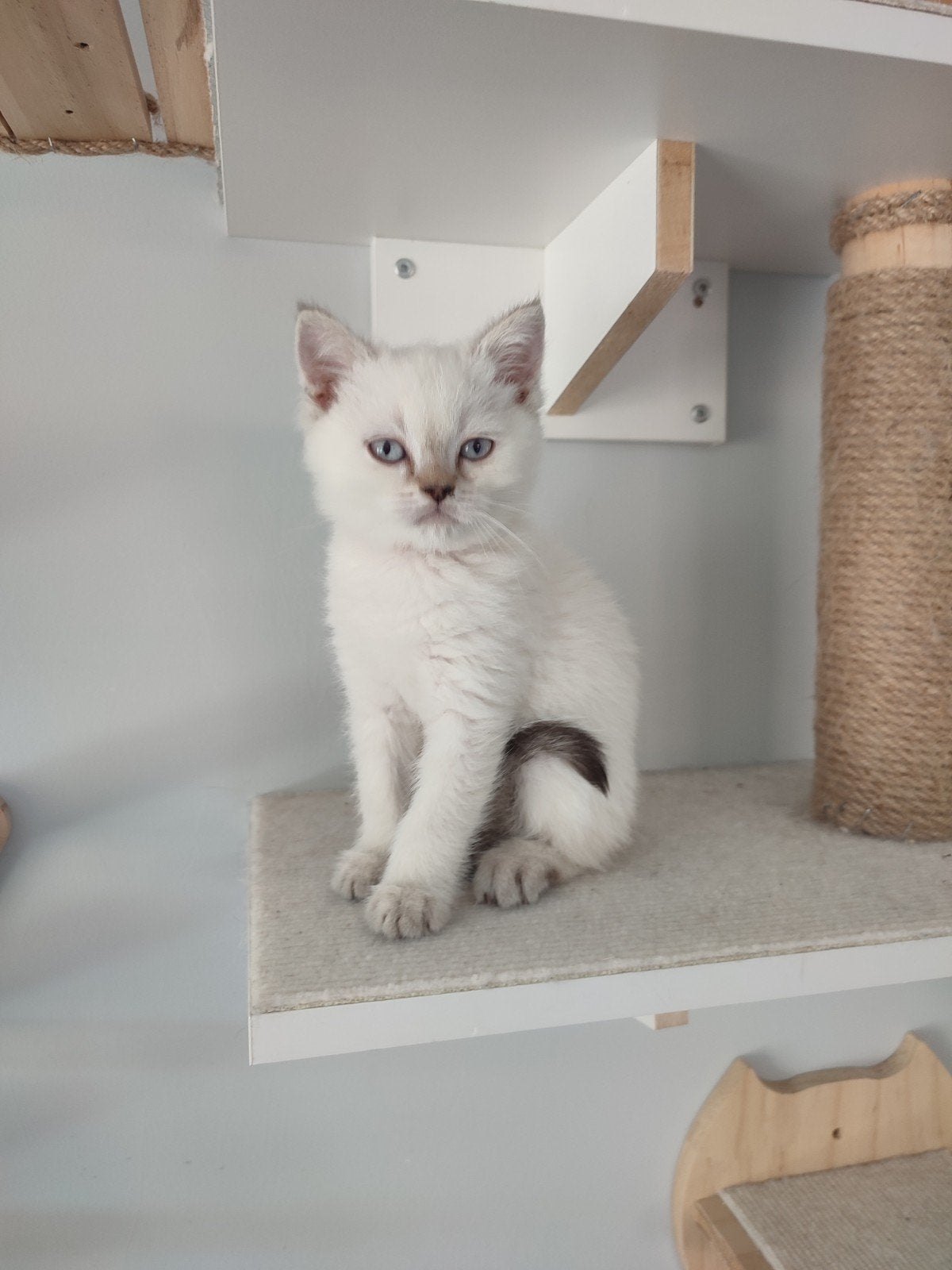 Brits Korthaar kitten, Animaux & Accessoires, Chat, Vermifugé, 0 à 2 ans