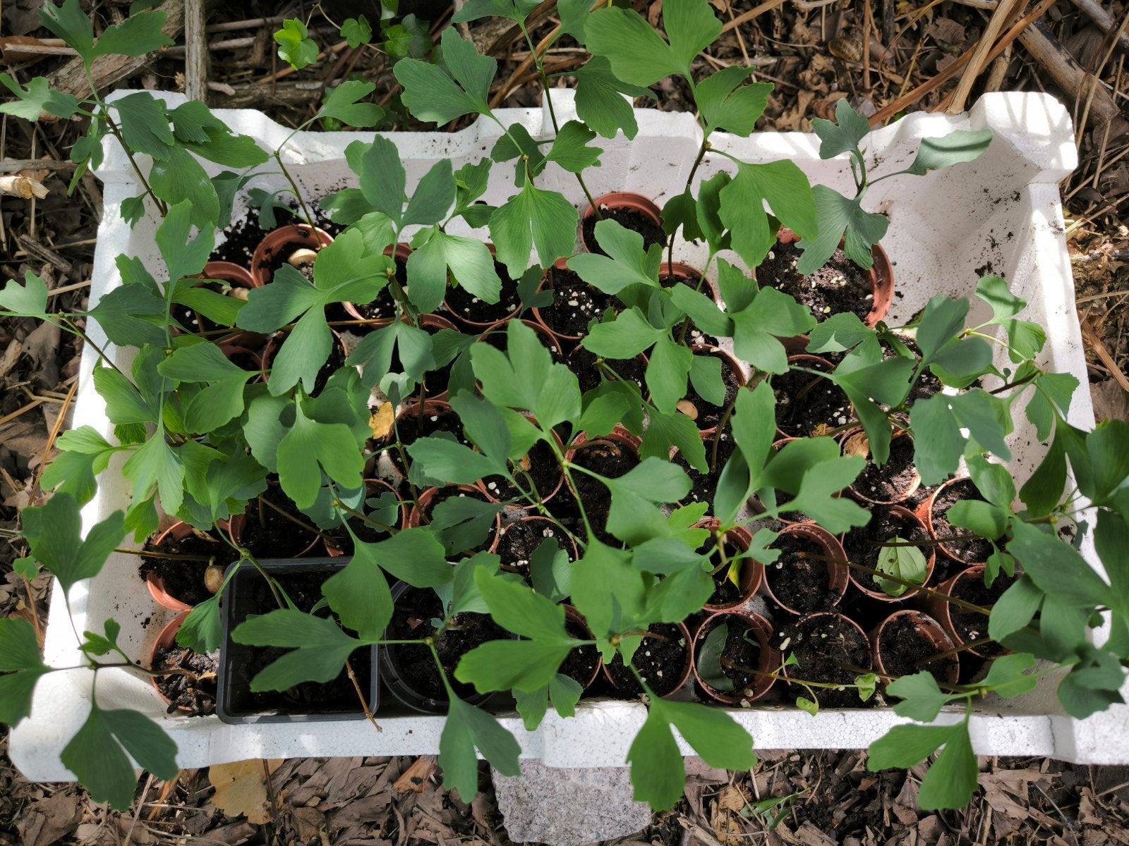 jonge ginkgo biloba, Tuin en Terras, Ophalen