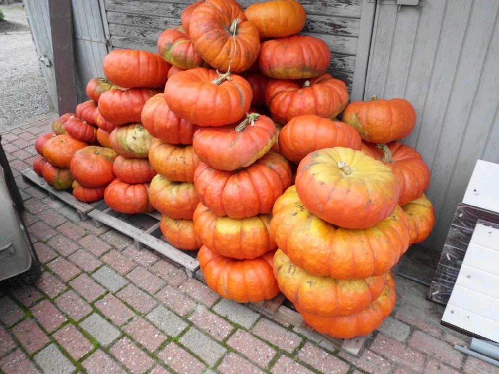 Pompoenen en sierpompoenen, Ophalen