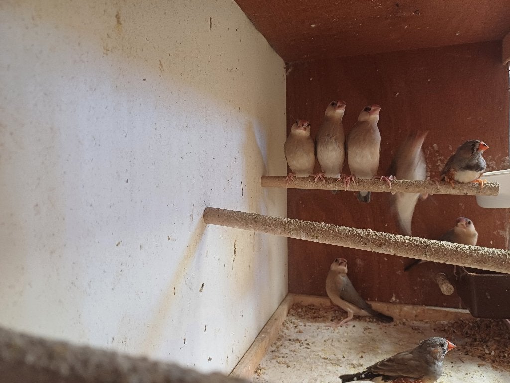 Rijstvogels, Dieren en Toebehoren