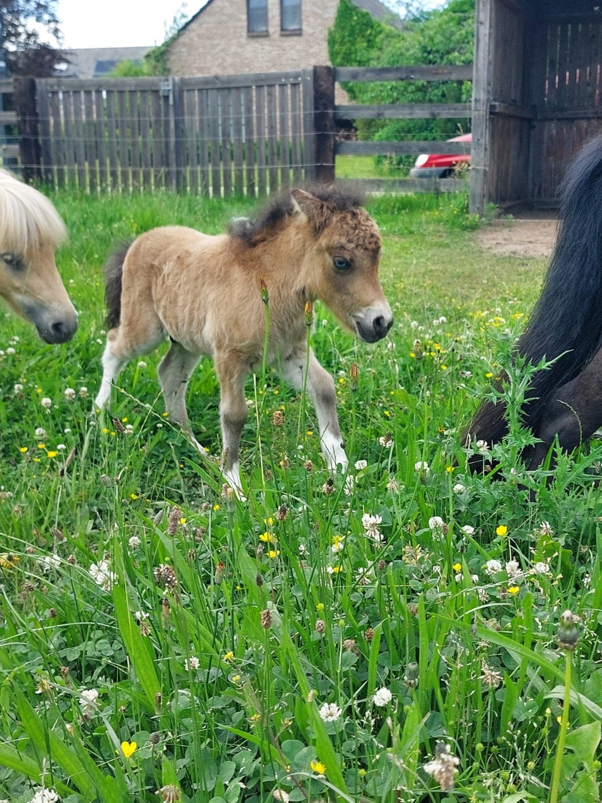 Shetlander, Dieren en Toebehoren, Pony's
