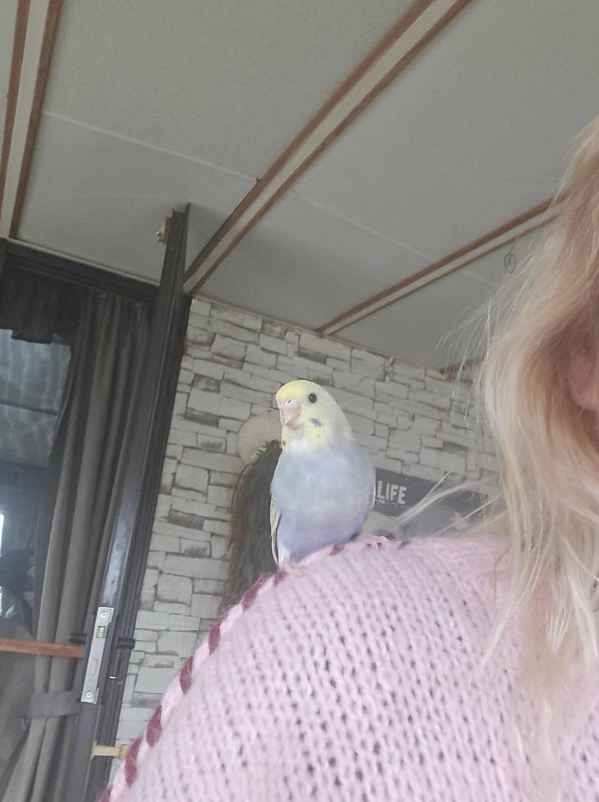 parkiet, Dieren en Toebehoren, Parkiet