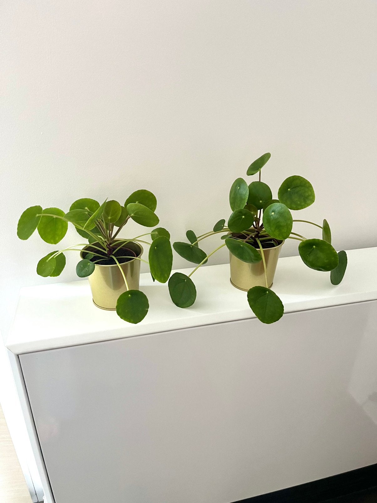 Deux ou Une petites plantes Pilea peperomioides, Plante succulente, En pot, Plein soleil, Moins de 100 cm