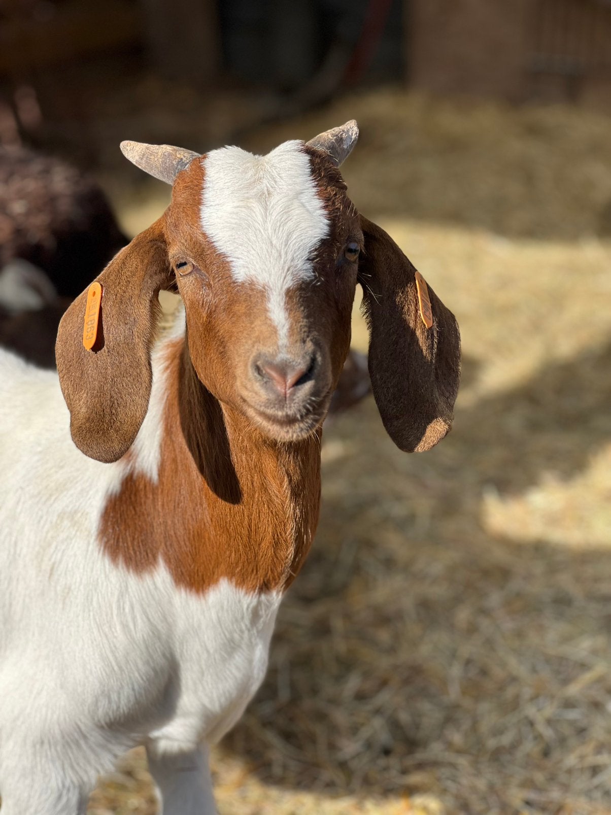 Boergeit bok lam, Mannelijk, Geit, 0 tot 2 jaar