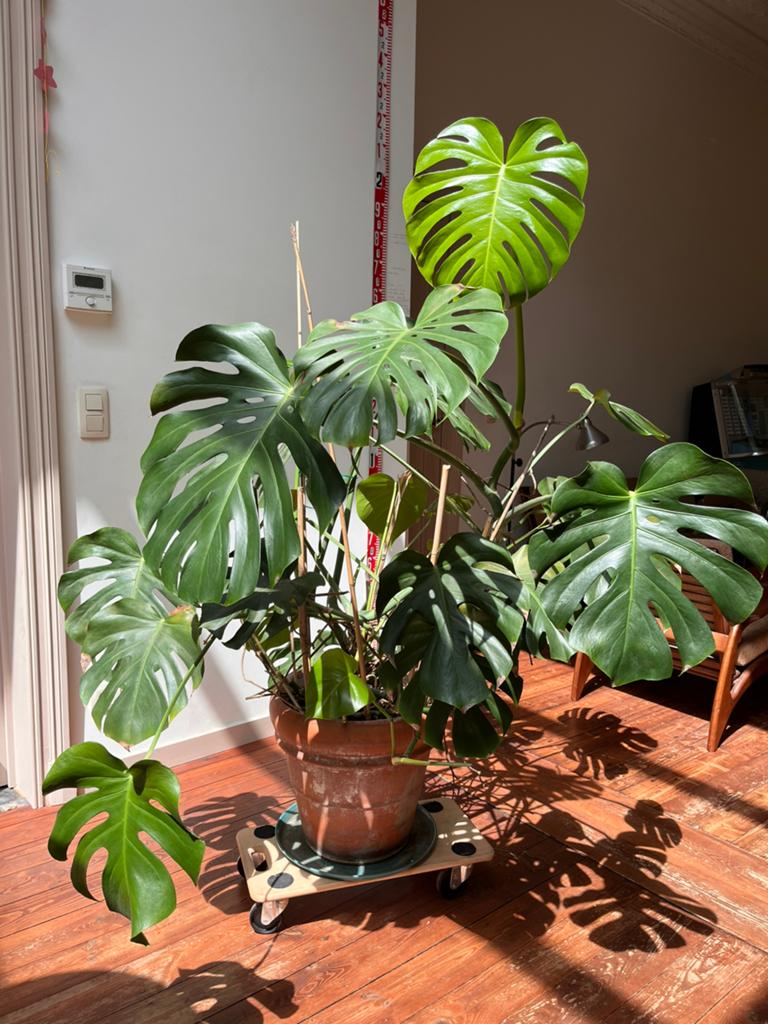 Plante Monstera 125 cm, Enlèvement